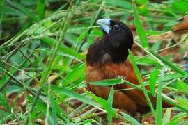 Chestnut Munia