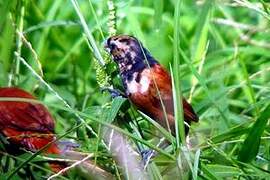 Chestnut Munia