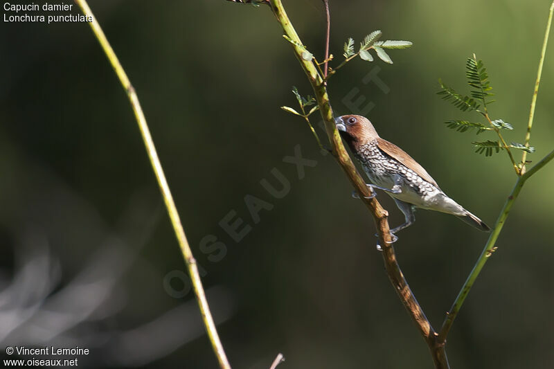 Scaly-breasted Munia