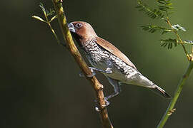 Scaly-breasted Munia