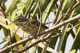 Rose-breasted Grosbeak