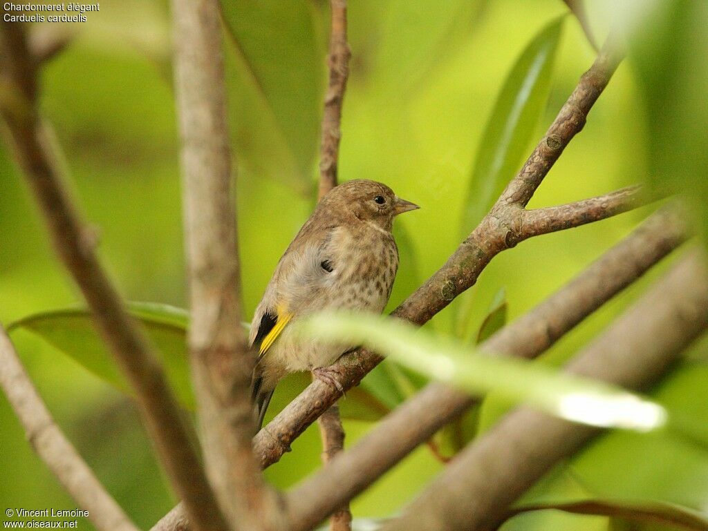 European Goldfinchjuvenile