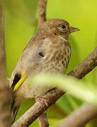 European Goldfinch