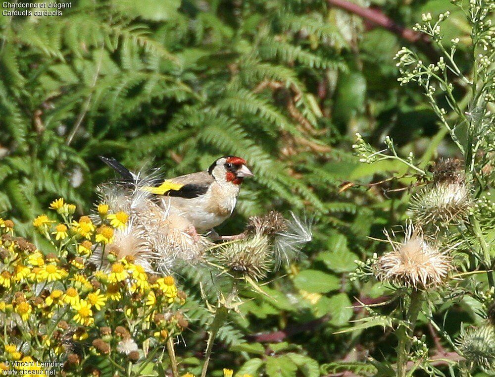 Chardonneret élégant