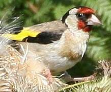 European Goldfinch