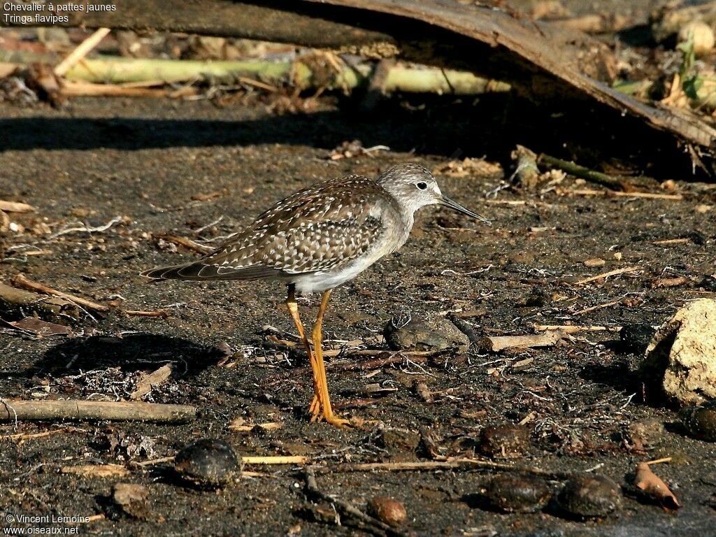 Lesser Yellowlegs