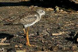 Lesser Yellowlegs