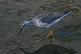 Lesser Yellowlegs