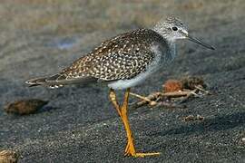 Lesser Yellowlegs