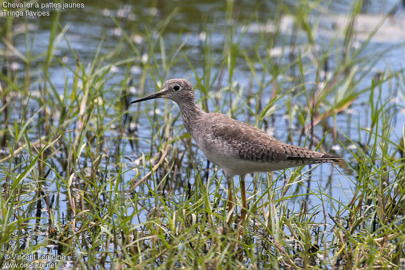 Lesser Yellowlegs