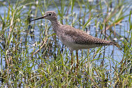 Lesser Yellowlegs