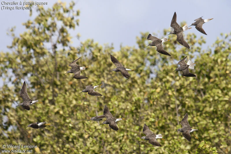 Lesser Yellowlegs