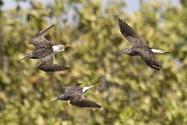 Lesser Yellowlegs