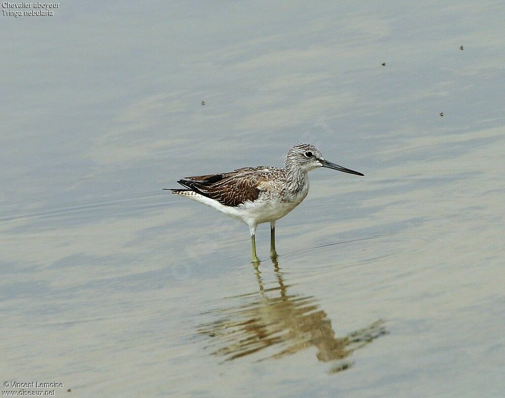 Common Greenshank