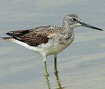 Common Greenshank