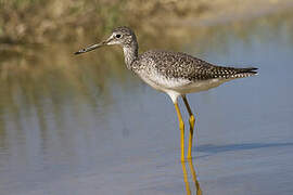 Greater Yellowlegs