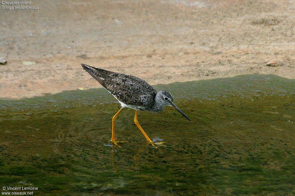 Greater Yellowlegs