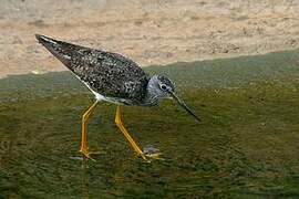 Greater Yellowlegs