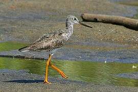 Greater Yellowlegs