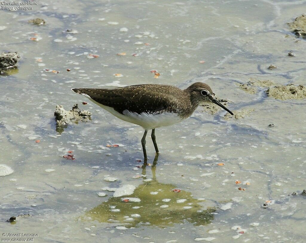 Green Sandpiper