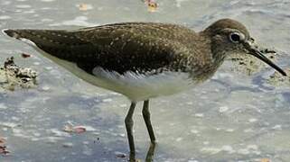 Green Sandpiper