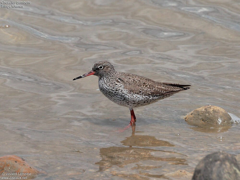 Common Redshank