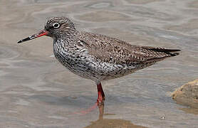 Common Redshank