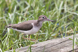 Spotted Sandpiper