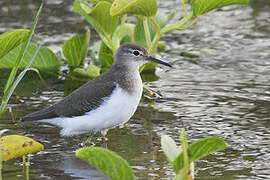 Spotted Sandpiper