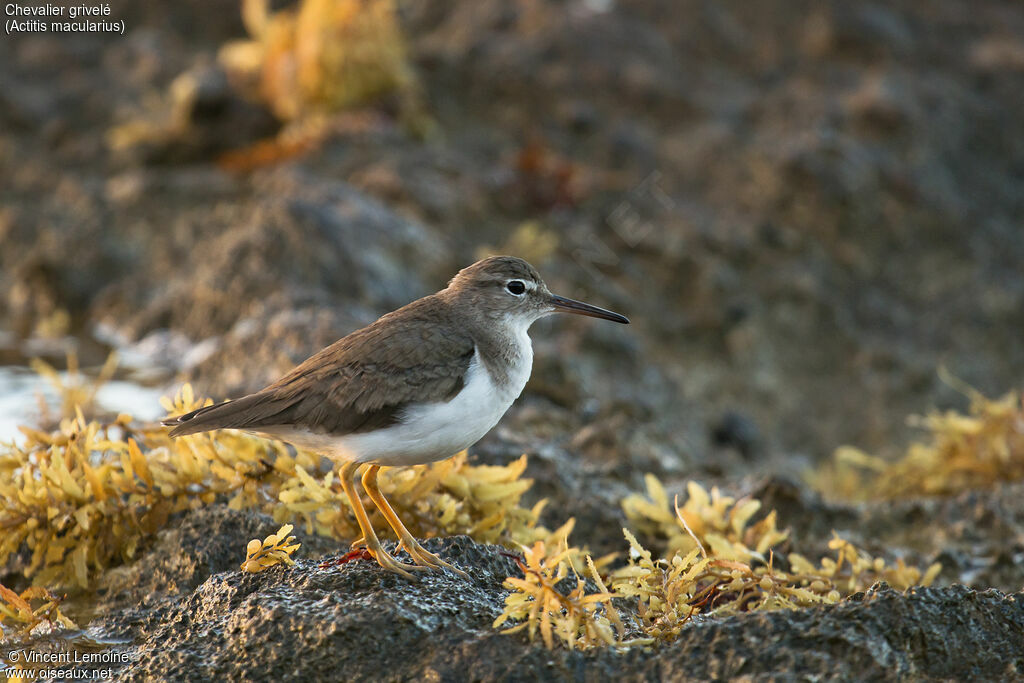 Spotted Sandpiper, close-up portrait