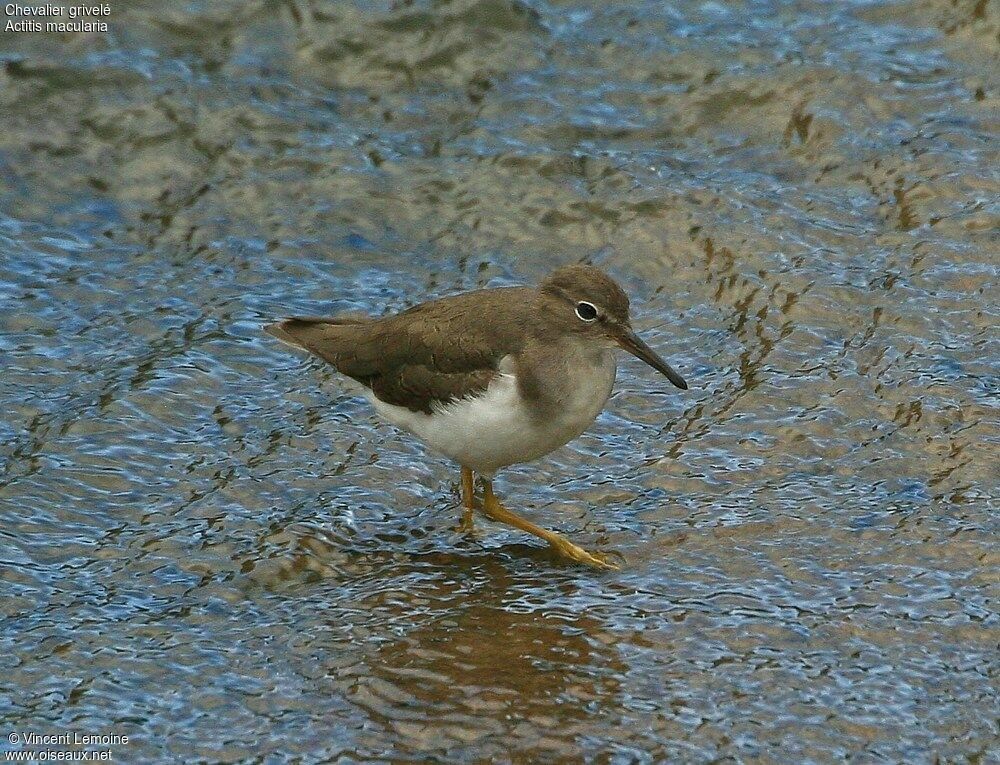 Spotted Sandpiper