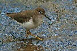 Spotted Sandpiper