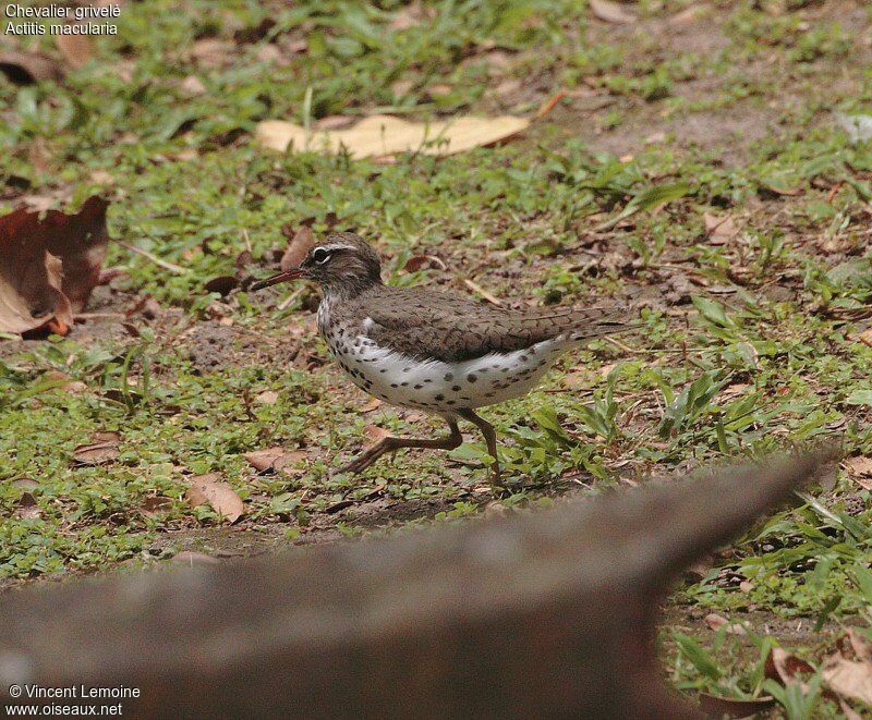 Spotted Sandpiperadult breeding