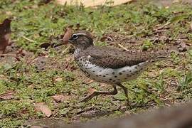 Spotted Sandpiper