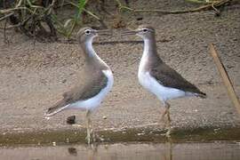 Spotted Sandpiper