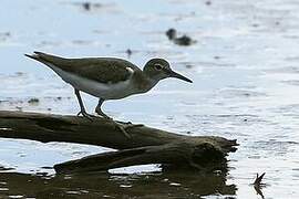 Spotted Sandpiper