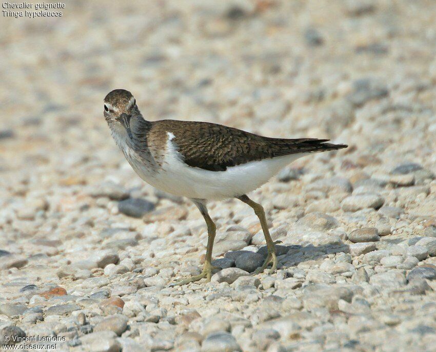 Common Sandpiper