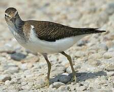 Common Sandpiper