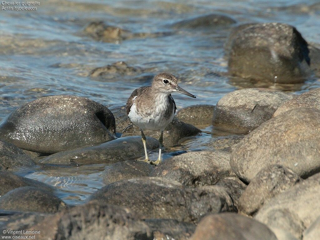 Chevalier guignette, identification