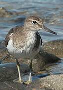 Common Sandpiper