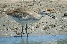 Willet