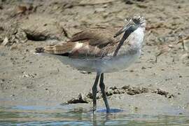 Willet