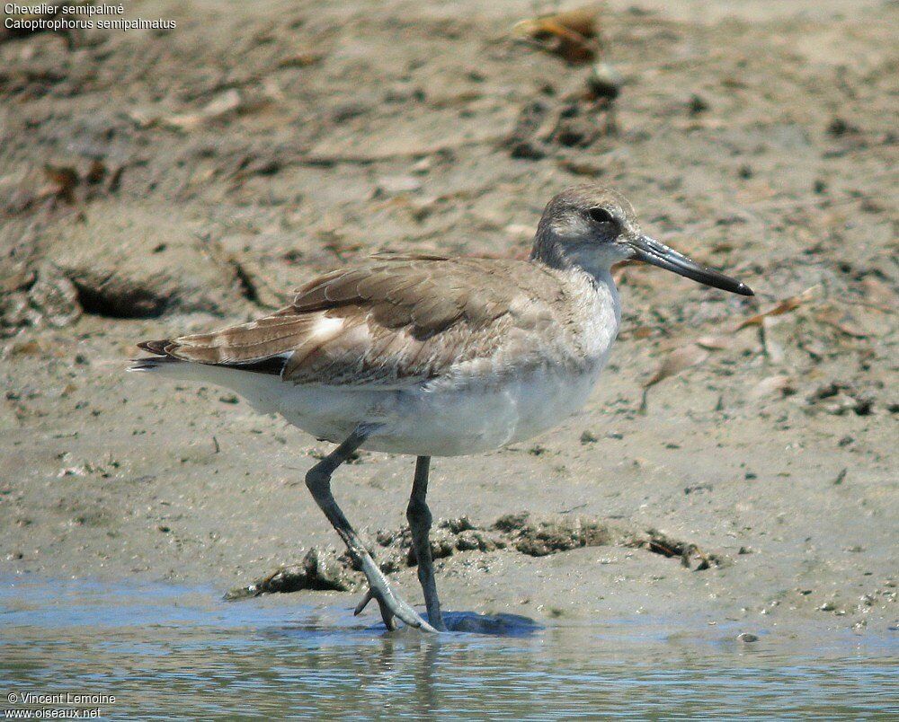 Willet