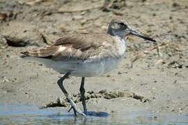 Willet