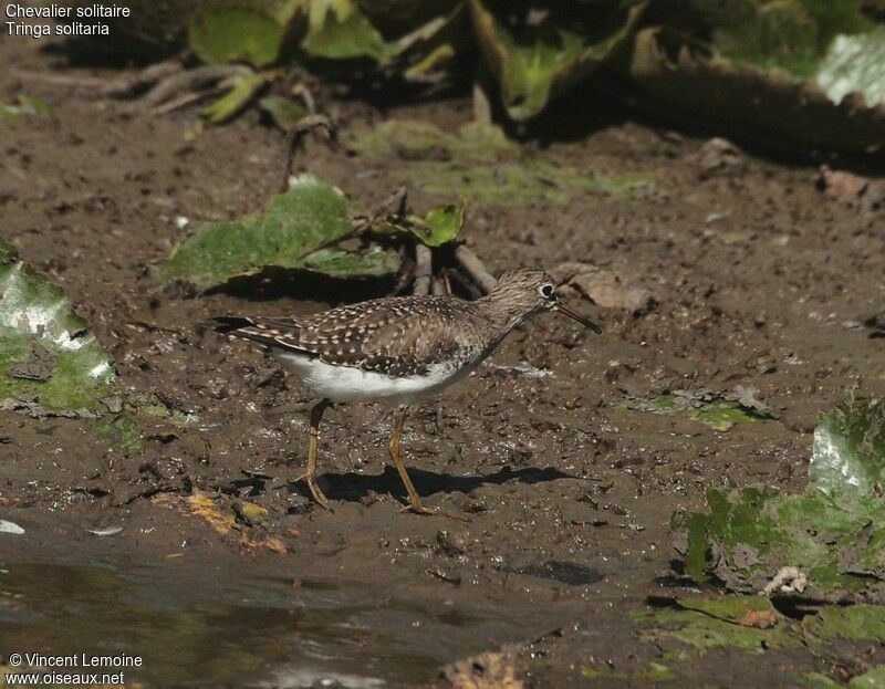 Solitary Sandpiper