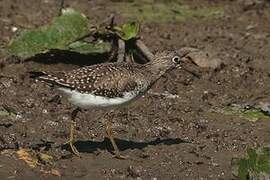 Solitary Sandpiper