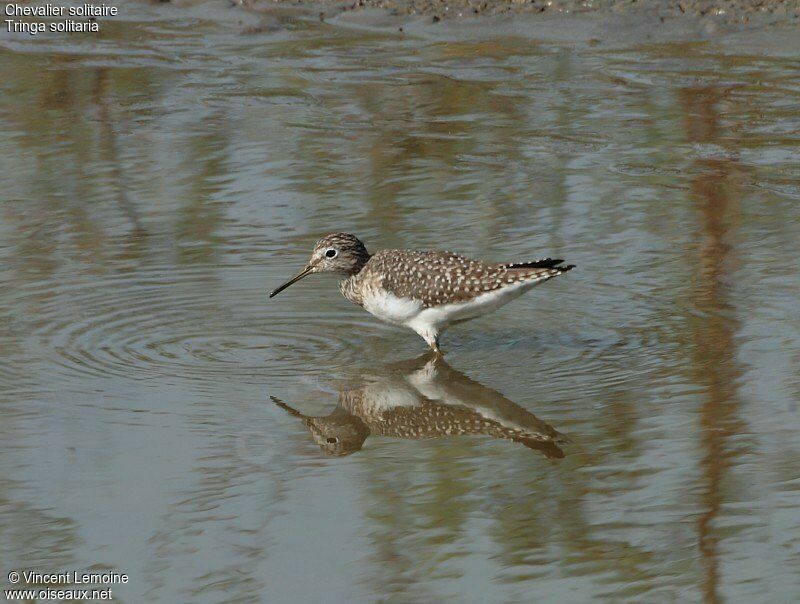 Solitary Sandpiper