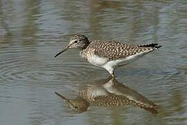 Solitary Sandpiper