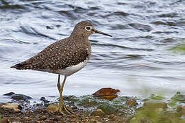 Solitary Sandpiper