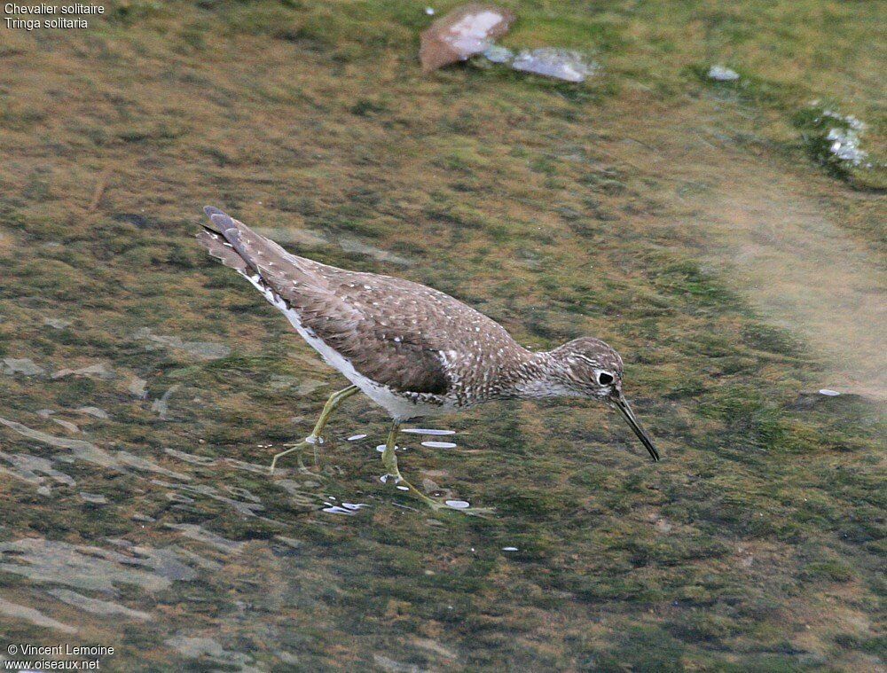 Solitary Sandpiper